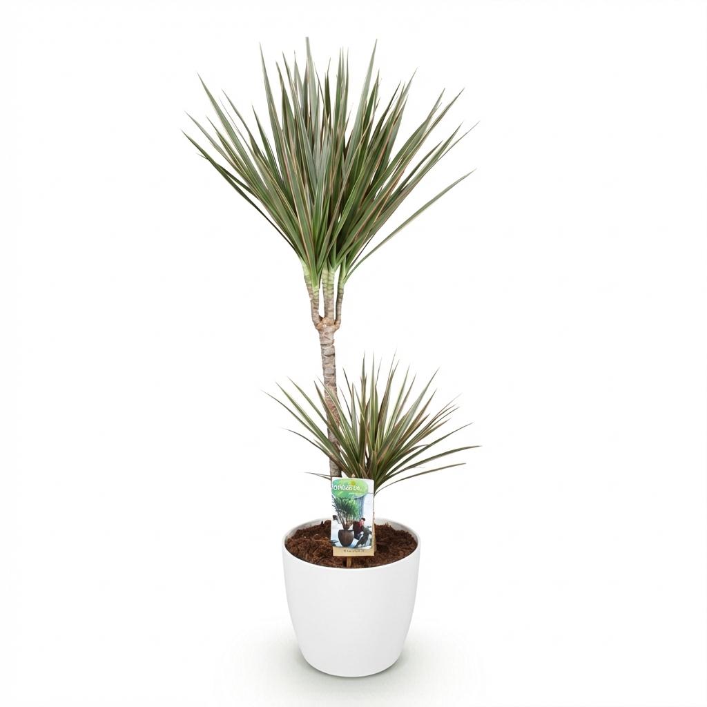 Drakenbloedboom - Dracaena marginata Bicolor - incl. Elho Potter - wit - Ø21cm - ↕90-100cm