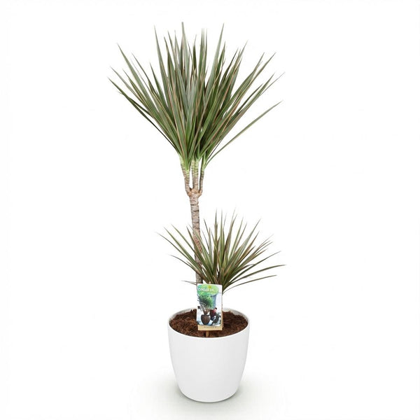 Drakenbloedboom - Dracaena marginata Bicolor - Ø21cm - ↕90-100cm