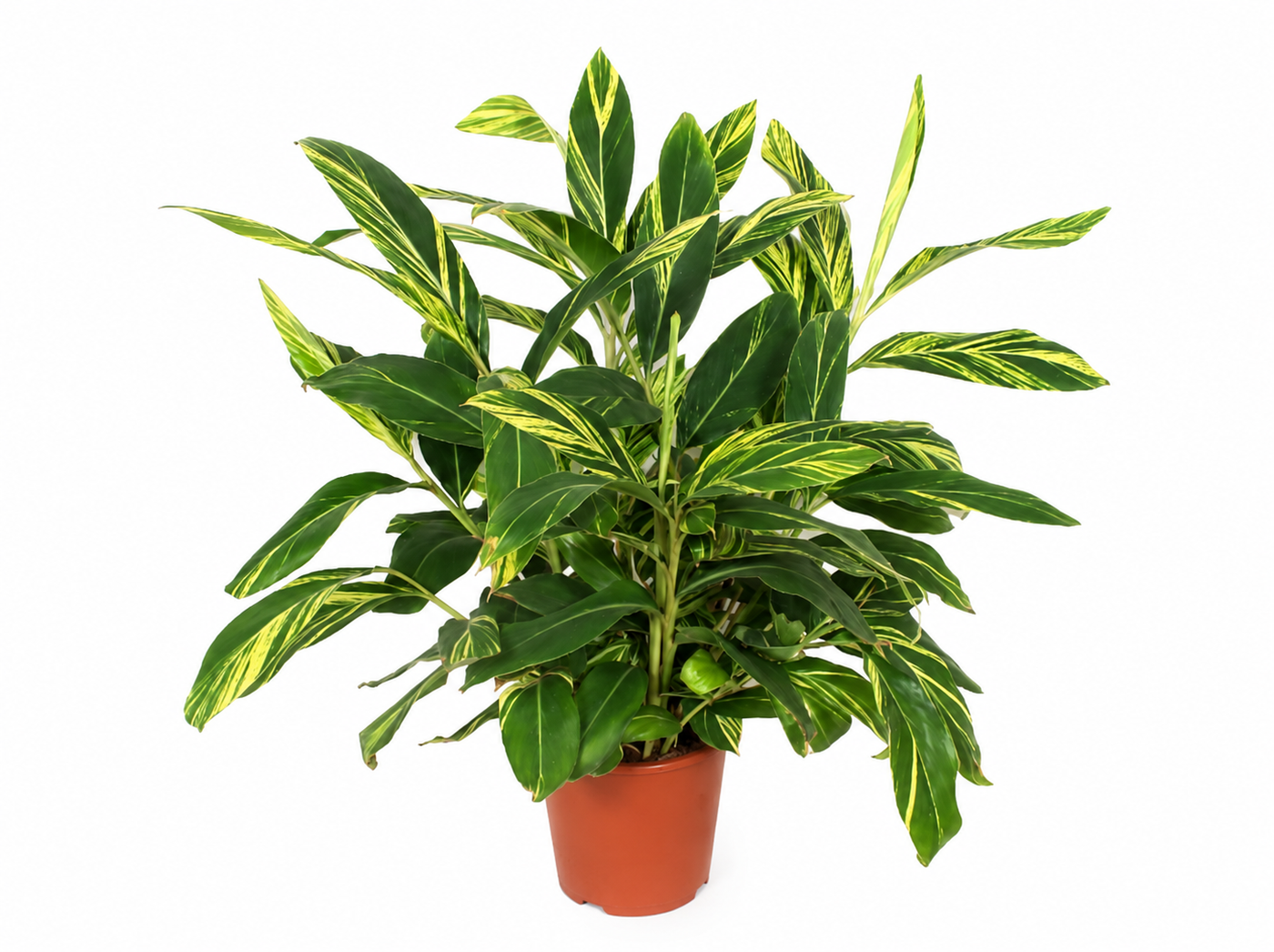 Gembersierplant - Alpinia zerumbet Variegata - ↕90cm