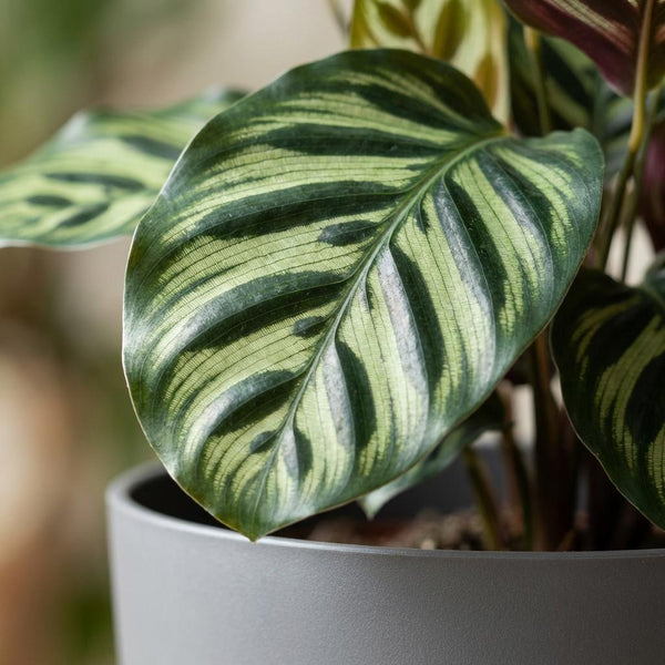 Pauwenplant - Calathea Makoyana - Ø19cm - ↕70cm
