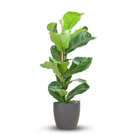 Vioolbladplant - Ficus lyrata - incl. Pot - Grijs - Ø21cm - ↕80cm