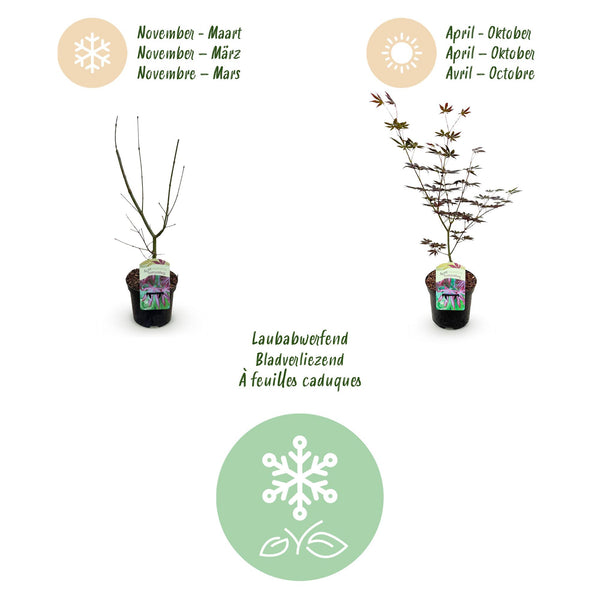 Japanse Esdoorn - Acer palmatum Trompenburg -Donker Paars - Ø19cm - ↕70cm