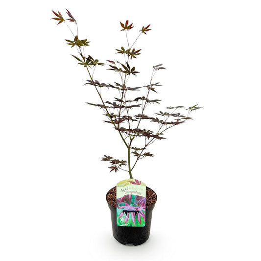 Japanse Esdoorn - Acer palmatum Trompenburg -Donker Paars - Ø19cm - ↕70cm