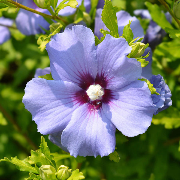 Hibiscus - Hibiscus syriacus 'Oiseau Blue' - blauw - Ø17cm - ↕45cm