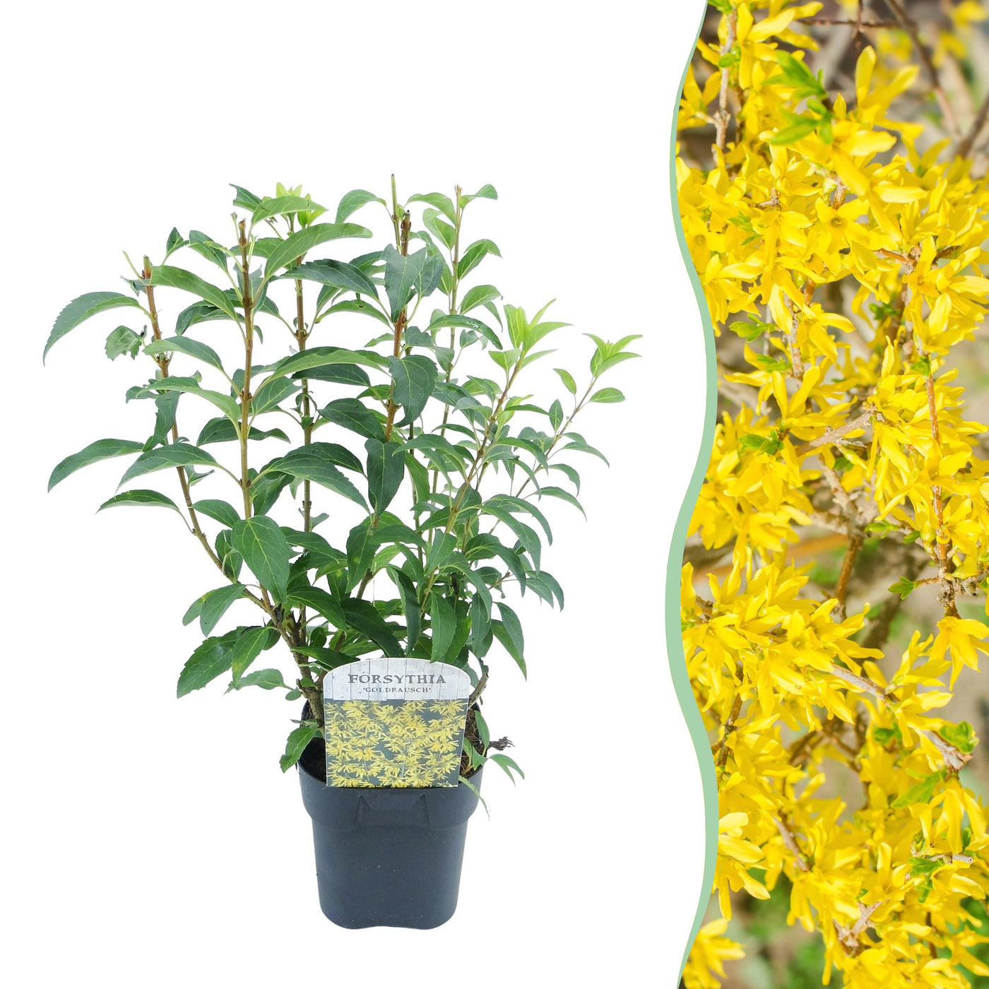 Chinees klokje - Forsythia intermedia Goldrauch - geel - Ø17cm - ↕45cm