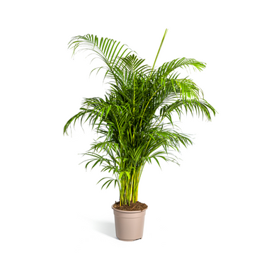 Arecapalm - Dypsis lutescens - Ø27cm - ↕160cm