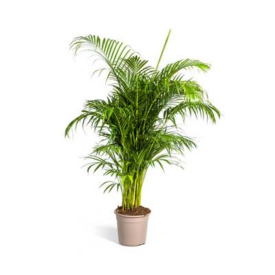 Arecapalm - Dypsis lutescens - Ø27cm - ↕160cm
