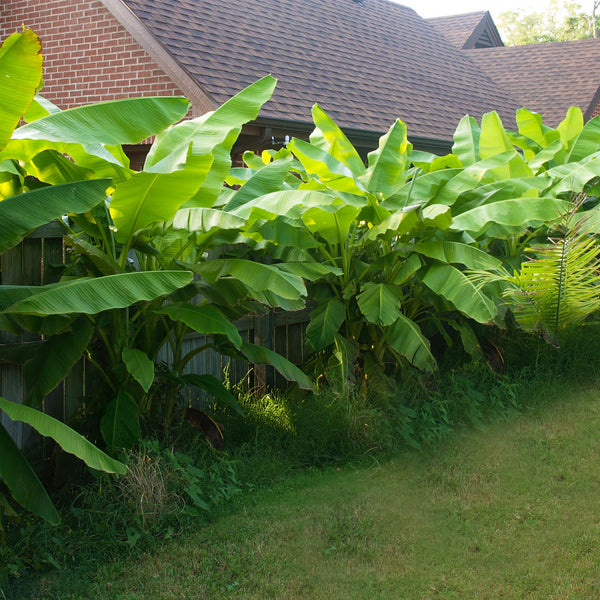 Bananenplant - Musa basjoo - Ø12cm - ↕30cm
