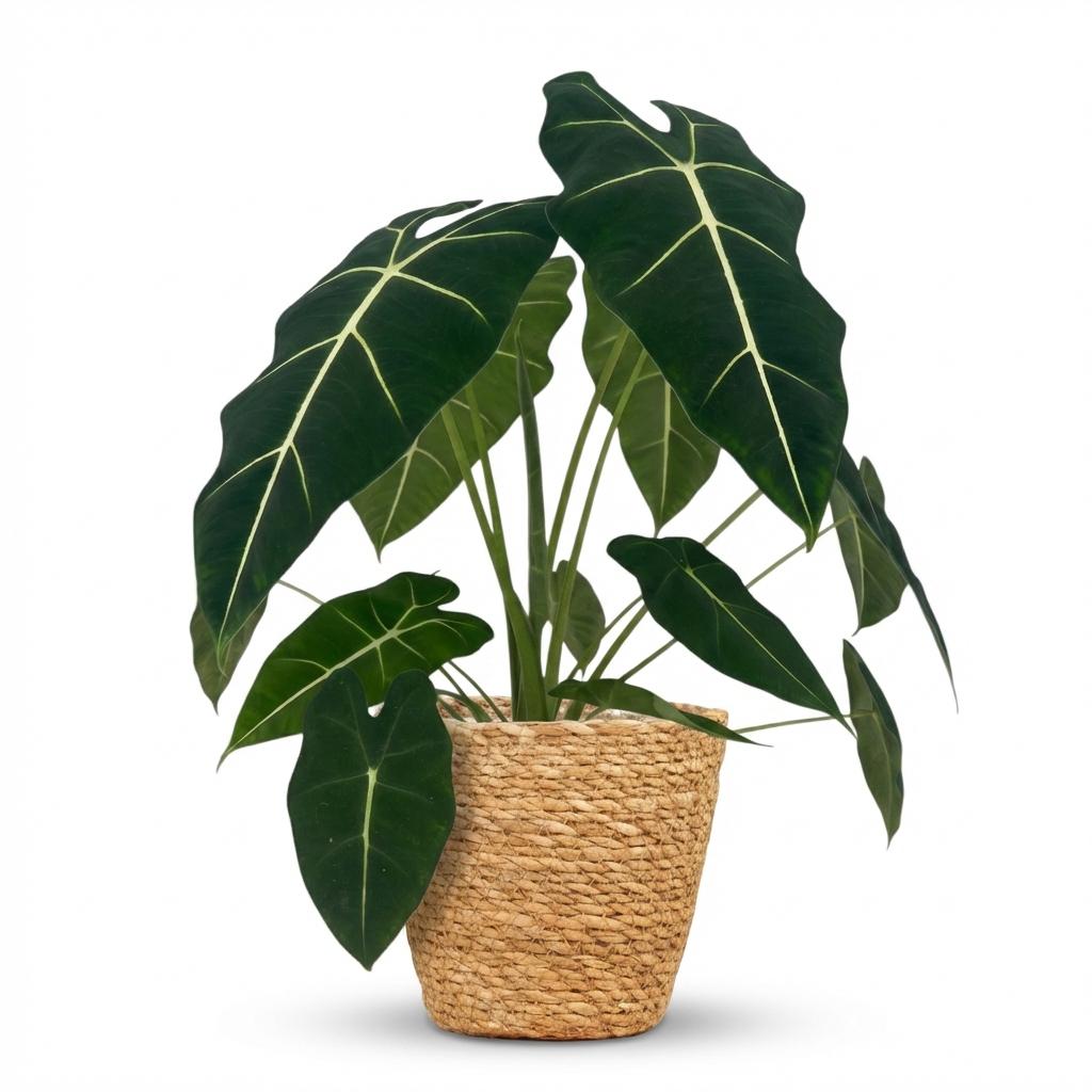 Olifantsoor - Alocasia Frydek - Ø19cm - ↕60cm