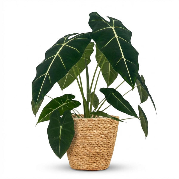 Olifantsoor - Alocasia Frydek - Ø19cm - ↕60cm