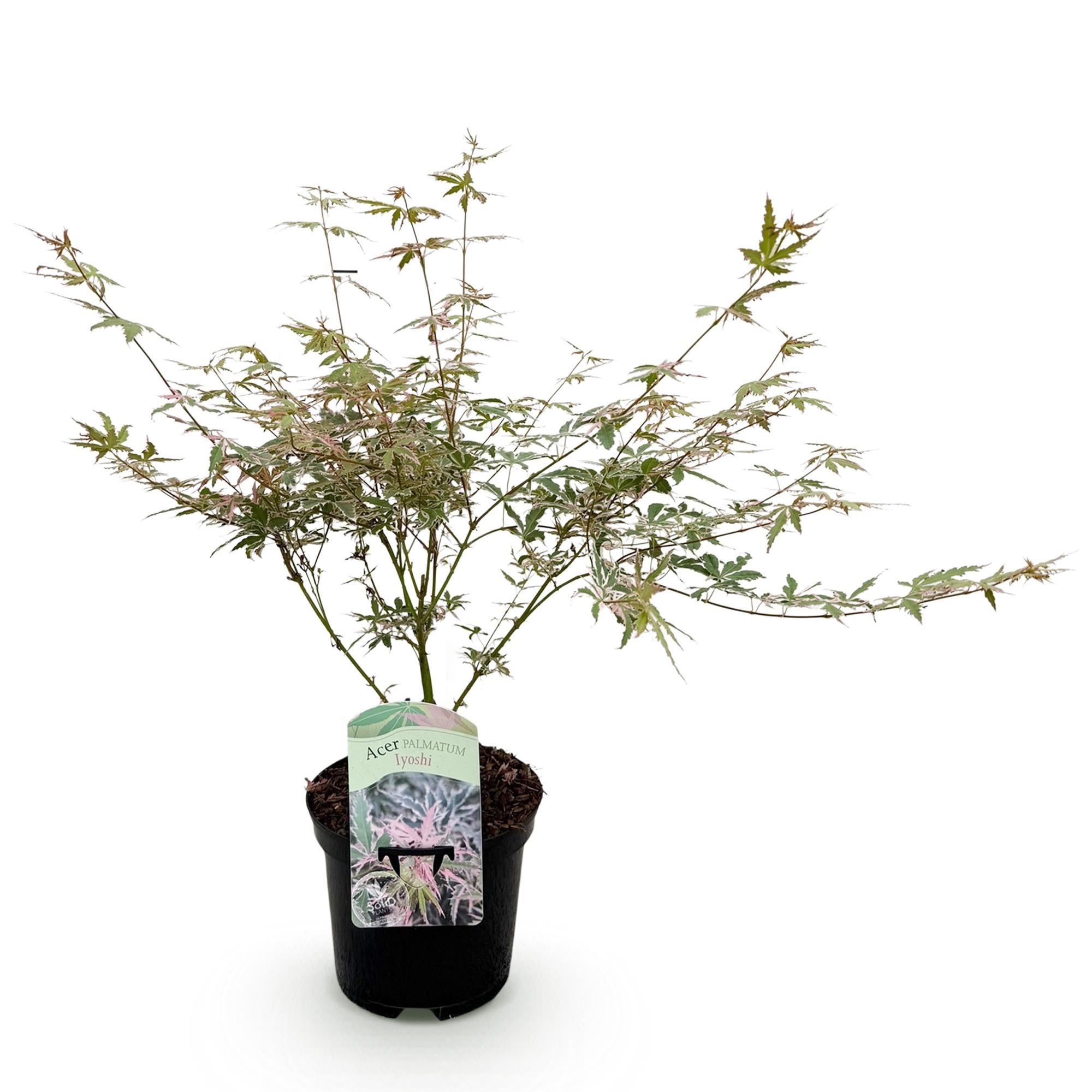 Japanse Esdoorn - Acer palmatum Iyoshi - Roze - Ø19cm - ↕70cm