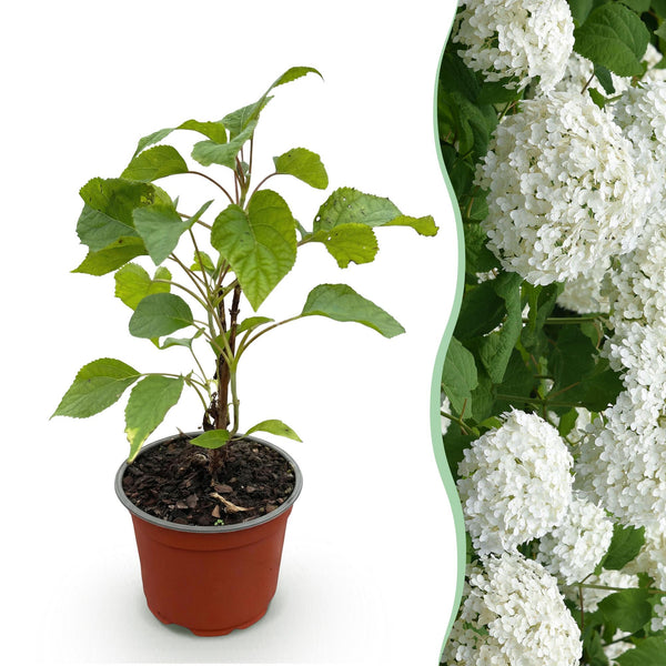 Hortensia - Hydrangea arborescens Annabelle - wit - Ø12cm - ↕20-30cm