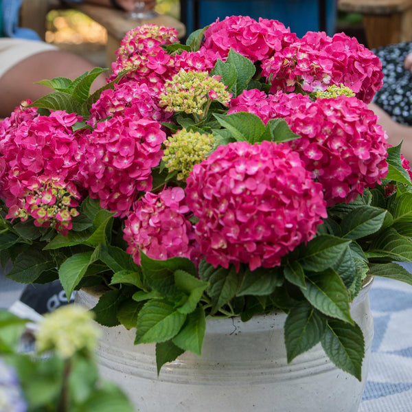 Hortensia - Hydrangea macrophylla 'Endless Summer Summer Love' - Ø14cm - ↕20-25cm