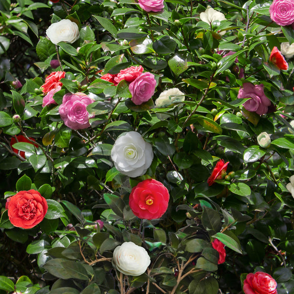 Camelia - Camellia japonica 'Tricolour' - roze