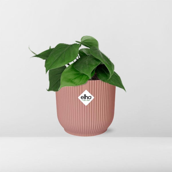 Philodendron Scandens - incl. Elho Vibes Fold Roze - ↕14cm