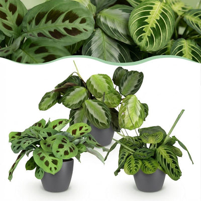 Gebedsplant - Maranta leuconeura - incl. sierpot grijs - Ø12cm - ↕25cm