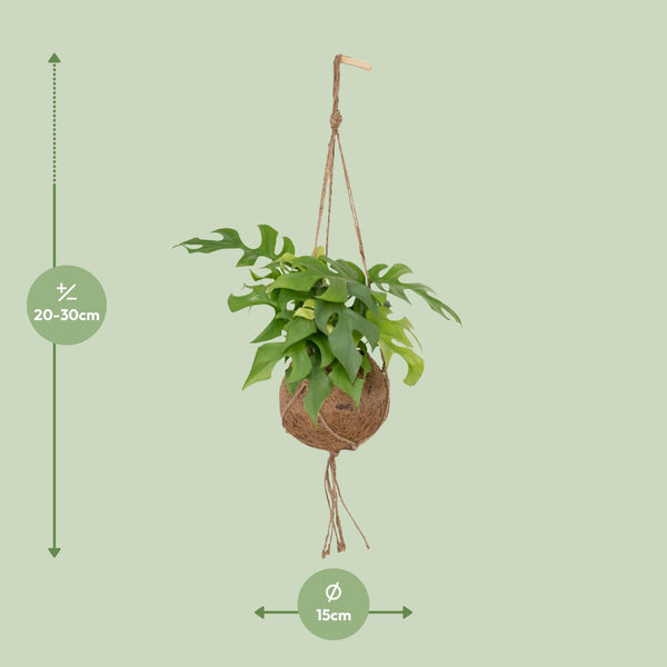 Gatenplant - Kokodama Monstera Minima Hang - Ø15cm - ↕25cm
