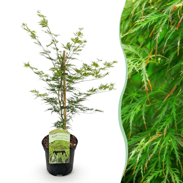 Japanse Esdoorn - Acer palmatum Emerald Lace - Ø19cm - ↕70cm