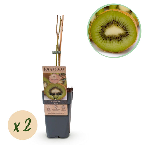 Kiwiplant - Actinidia deliciosa Jenny - Ø15cm - ↕50cm