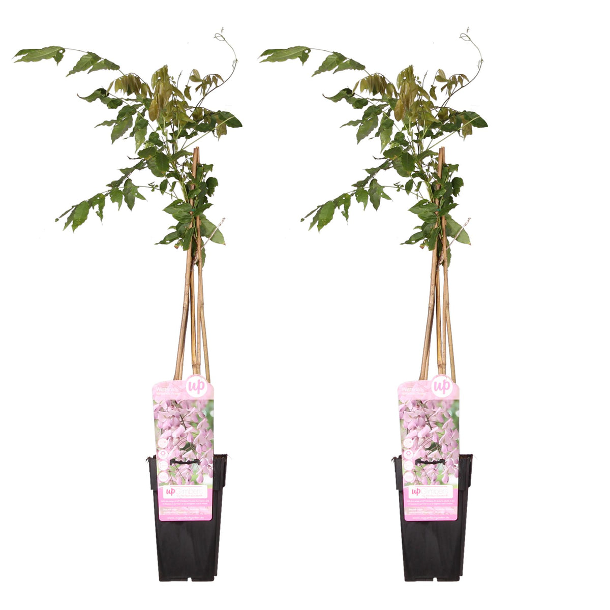 2x Blauwe regen - Wisteria floribunda 'Rosea' - Ø15cm - ↕65cm