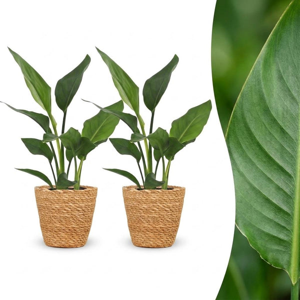 2x Paradijsvogelplant - Strelitzia Reginea - incl. mand - Ø12cm - ↕35cm