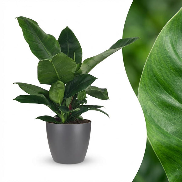 Philodendron Imperial Green - Ø19cm - ↕65cm