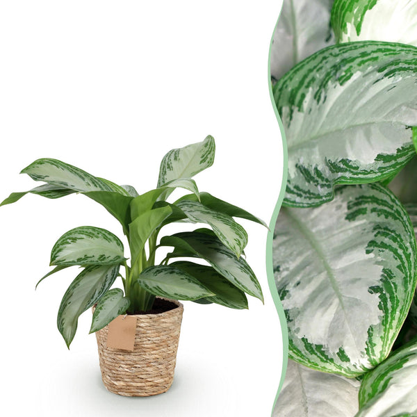 Zilverblad - Aglaonema Silver Bay - Ø17cm - ↕70-75cm