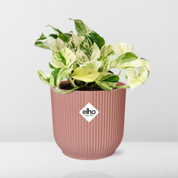 Pothos - Epipremnum pinnatum 'Happy Leaf' - incl. Elho Vibes Fold Roze - ↕14cm
