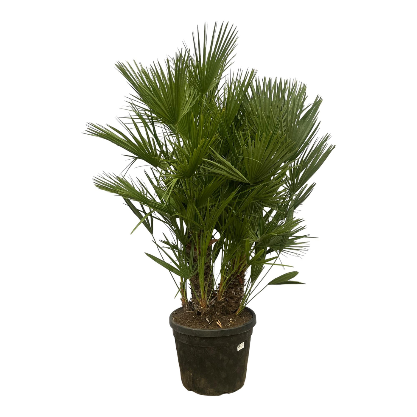 Europese dwergpalm op stam - Chamaerops humilis - Ø50cm - ↕220cm
