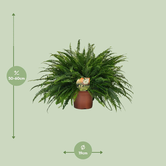 Hangende Varen - Nephrolepis Green Lady - Ø19cm - ↕60cm