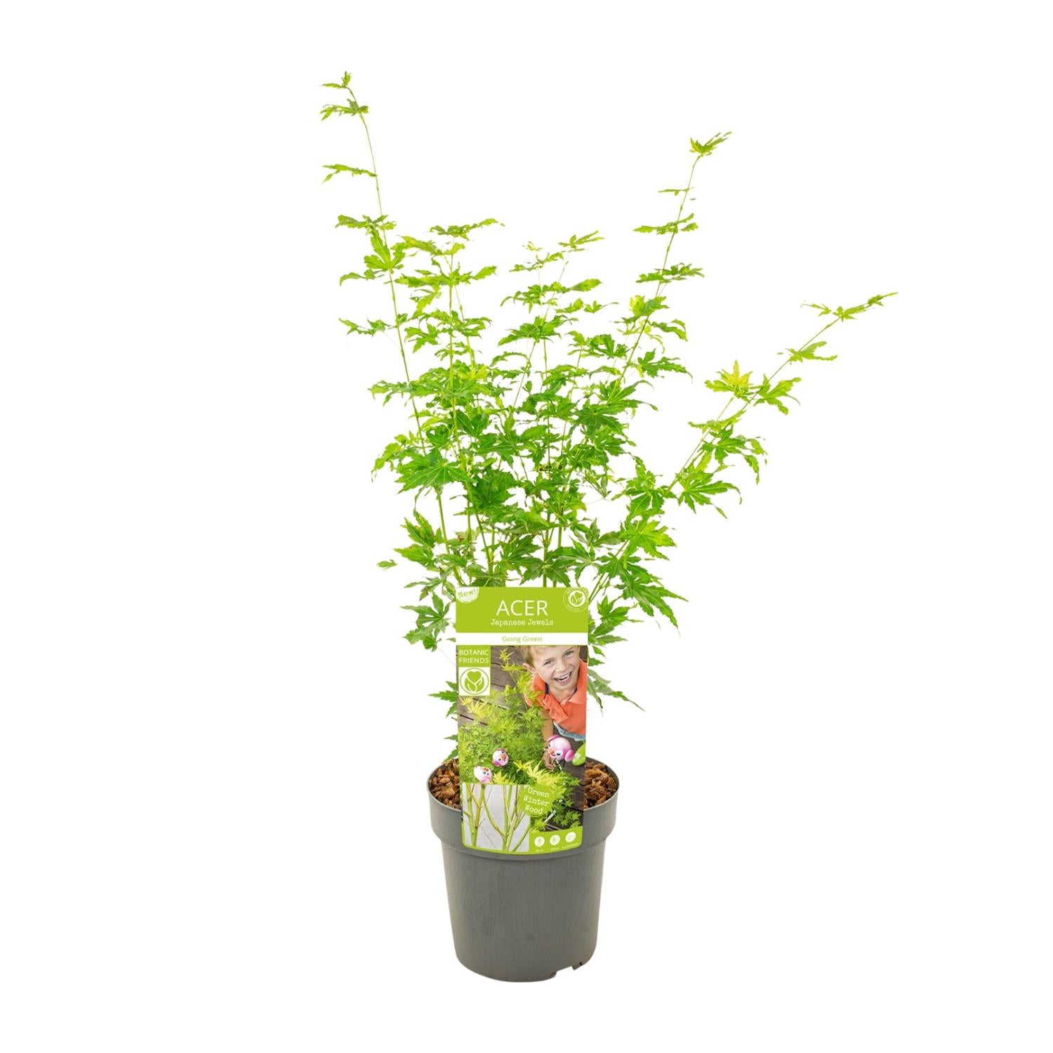 Japanse Esdoorn - Acer palmatum Going Green - Ø19cm - ↕50cm