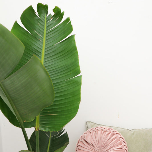 Witte paradijsvogelplant - Strelitzia augusta - Ø24cm - ↕180cm