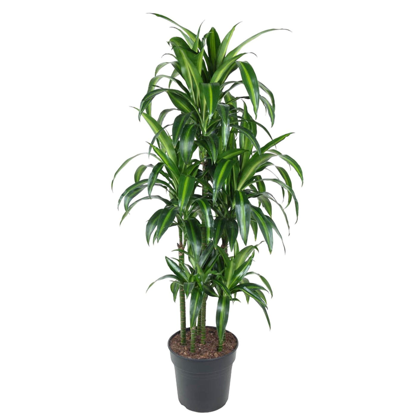 Drakenbloedboom - Dracaena Hawaiiana Carrousel - ↕150cm