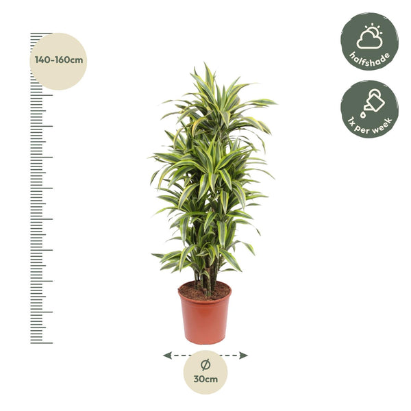 Drakenbloedboom - Dracaena Lemon Lime - Ø30cm - ↕150cm