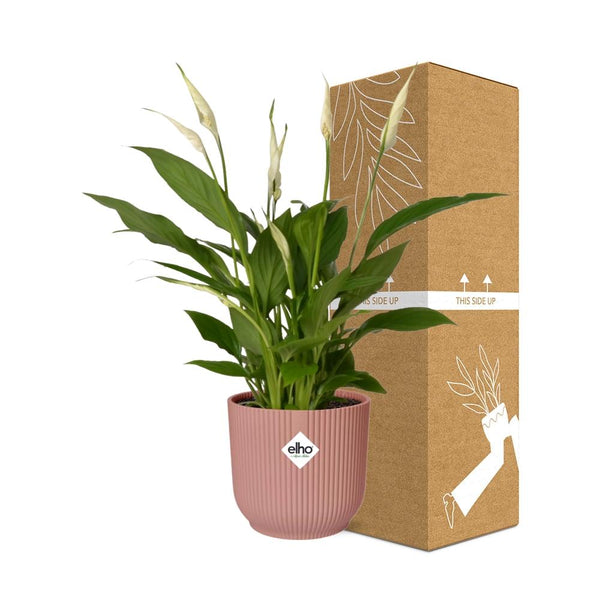 Lepelbloem - Spathiphyllum Torelli - incl. Elho Vibes Fold Roze - ↕14cm