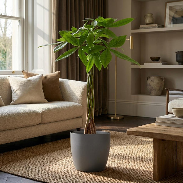 Geldboom - Pachira aquatica - incl. Pot - Grijs - Ø21cm - ↕80cm
