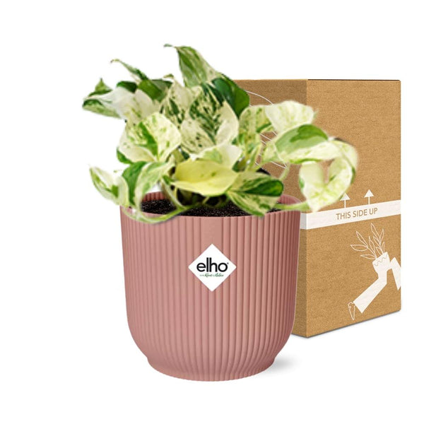 Pothos - Epipremnum pinnatum 'Happy Leaf' - incl. Elho Vibes Fold Roze - ↕14cm