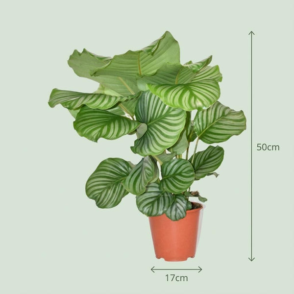 Calathea Orbifolia - Ø19cm - ↕60cm