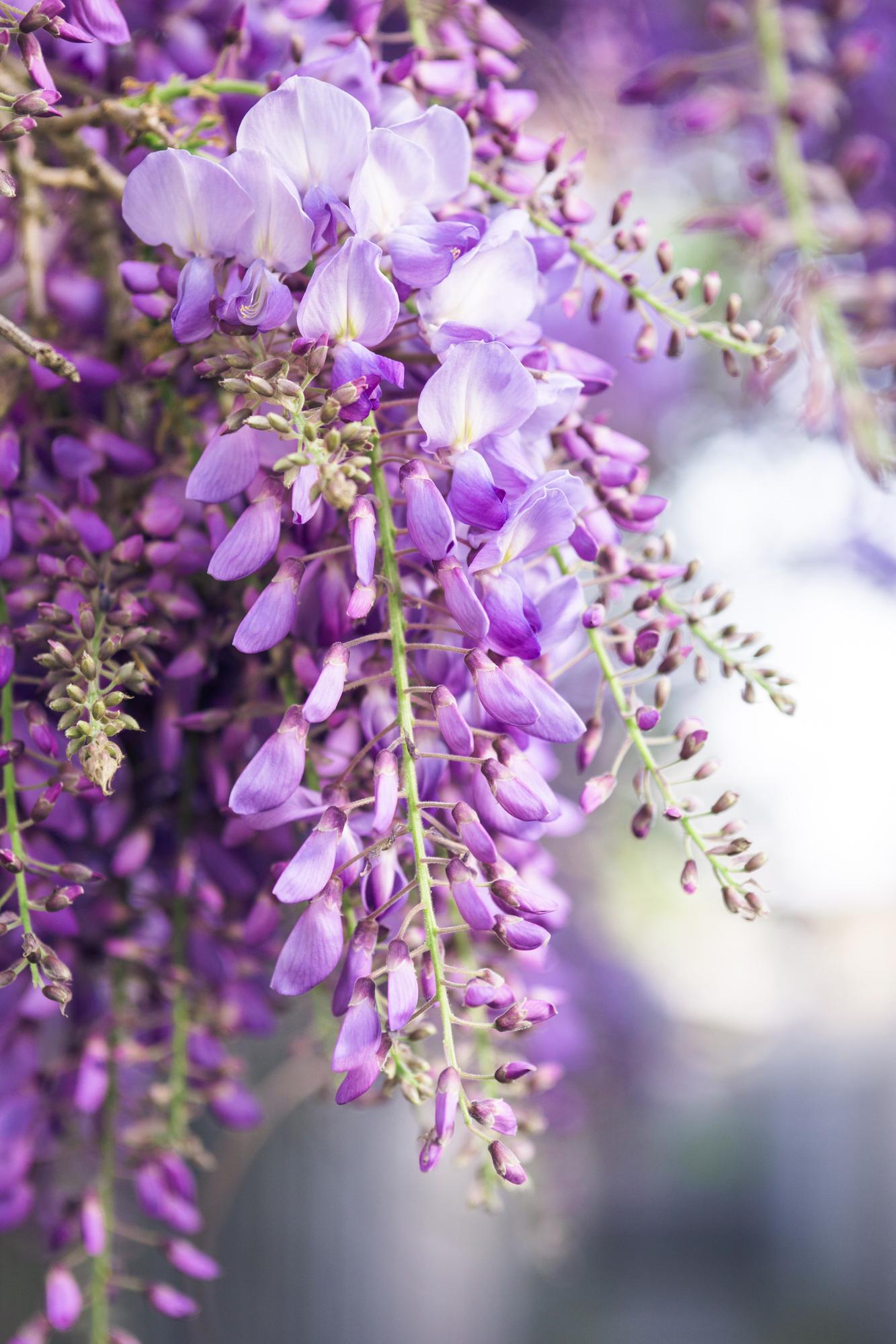 2x Blauwe regen - Wisteria floribunda 'Naga Noda' - Ø15cm - ↕65cm