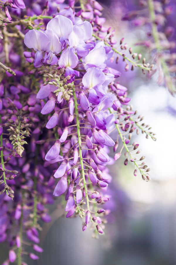 2x Blauwe regen - Wisteria floribunda 'Naga Noda' - Ø15cm - ↕65cm