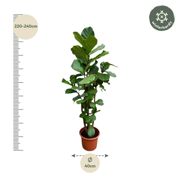 Vioolbladplant - Ficus lyrata vertakt - Ø45cm - ↕200cm