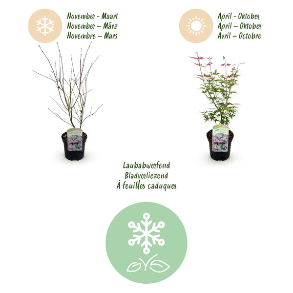 Japanse Esdoorn - Acer palmatum Phoenix - Roze - Ø19cm - ↕70cm