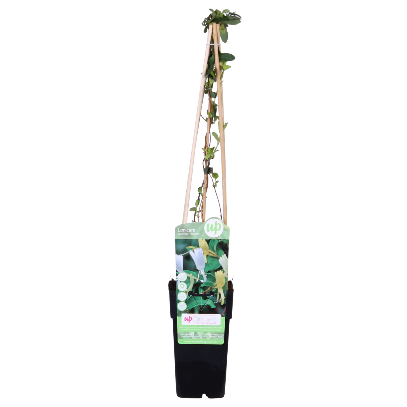 Kamperfoelie - Lonicera japonica 'Halliana' - Ø15cm - ↕65cm