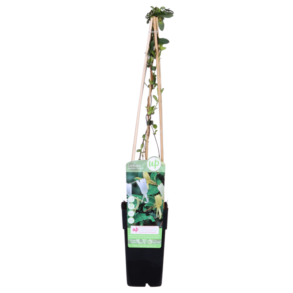 Kamperfoelie - Lonicera japonica 'Halliana' - Ø15cm - ↕65cm