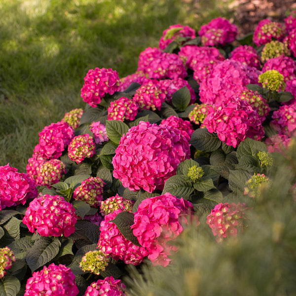 Hortensia - Hydrangea macrophylla 'Endless Summer Summer Love' - Ø14cm - ↕20-25cm