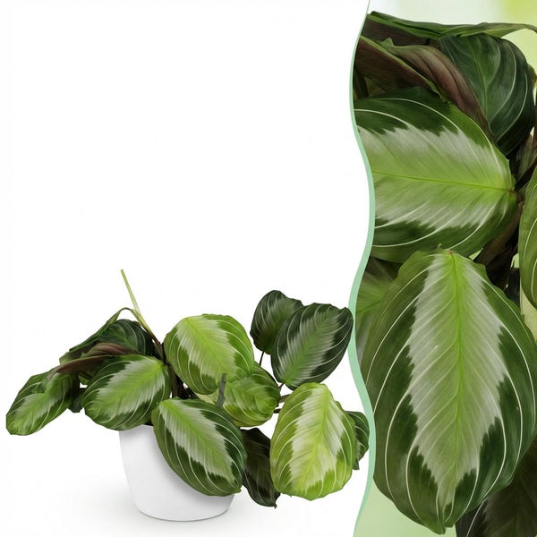 Gebedsplant - Maranta Fascinator Silverband - Ø12cm - ↕25cm