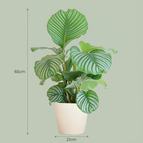 Calathea Orbifolia - incl. Pot - Wit - Ø21cm - ↕65cm