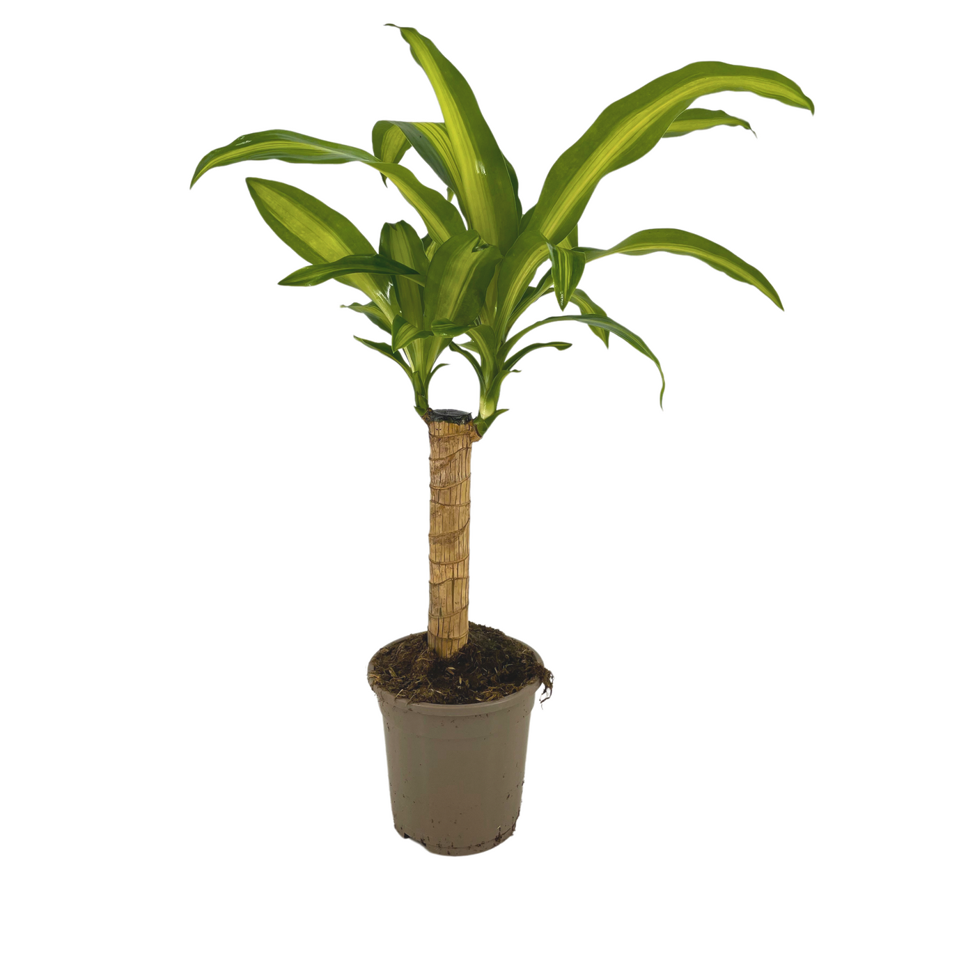 Drakenbloedboom - Dracaena fragrans 'Massangeana' - Ø17cm - ↕70cm