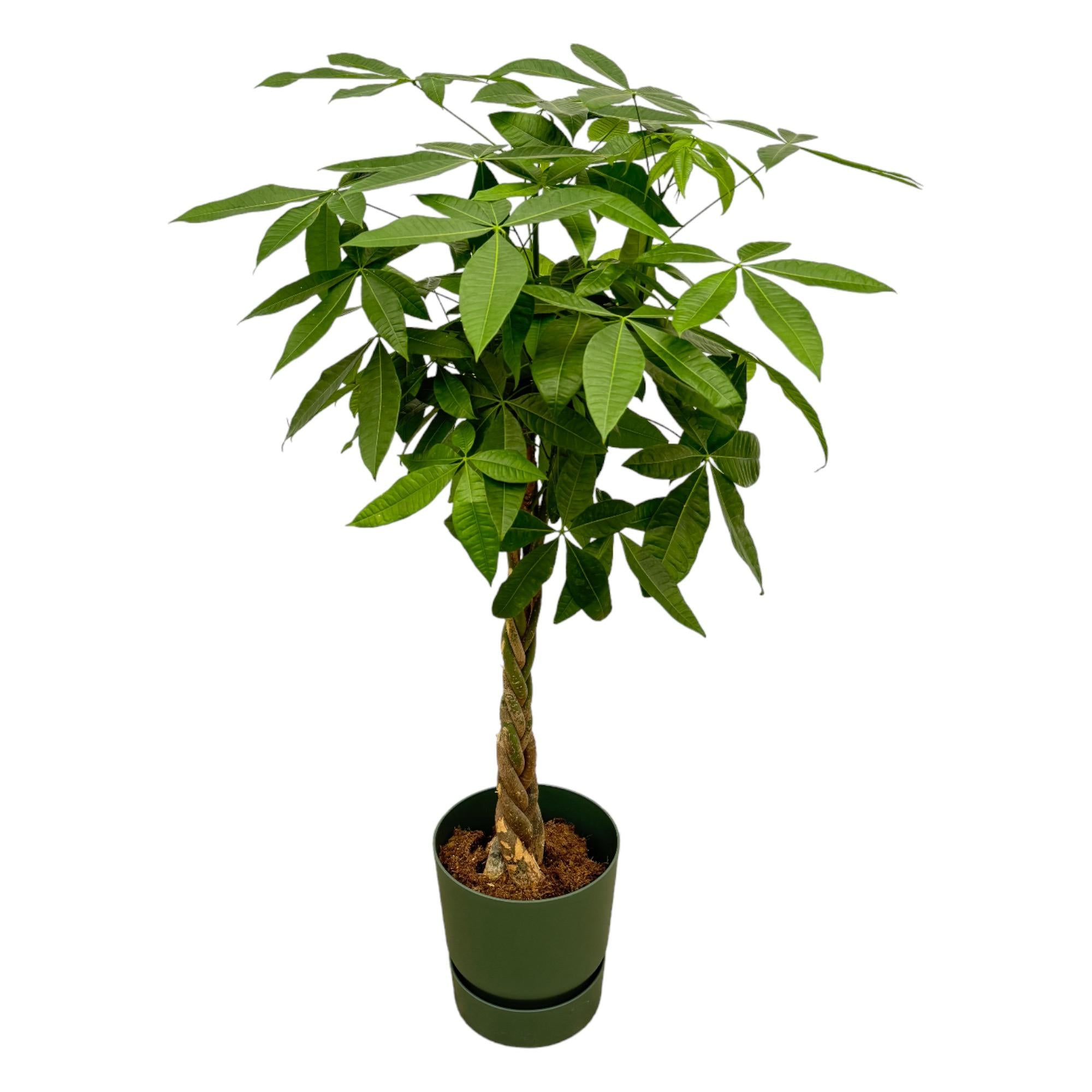 Geldboom - Pachira aquatica - incl. Elho Greenville Round groen - Ø30cm - ↕160cm