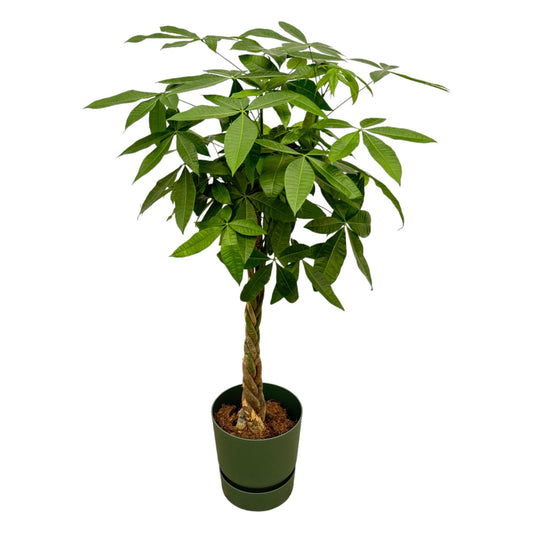 Geldboom - Pachira aquatica - incl. Elho Greenville Round groen - Ø30cm - ↕160cm